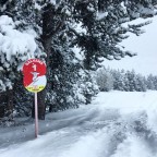 Red Salvans run on Powder Day - knee deep snow!