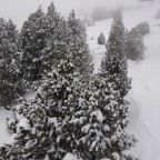 Snow covered trees in Grandvalira Soldeu